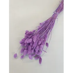 PHALARIS LILAC +/-50GR BOPP/kraft Small packaging