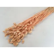 PHALARIS MELONE +/-50GR BOPP/kraft emballage hobby