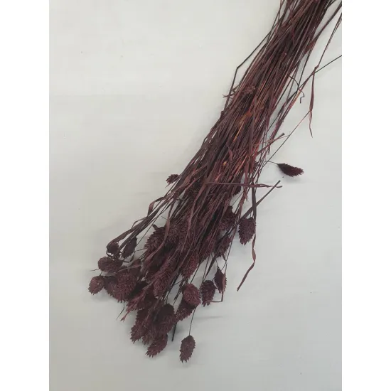 PHALARIS PRUNE +/-50GR BOPP/kraft