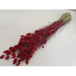 PHALARIS RED +/-50GR BOPP/kraft Small packaging