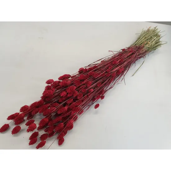 PHALARIS ROOD +/-50GR BOPP/kraft