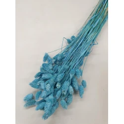 PHALARIS AQUAMARINE +/-50GR BOPP/kraft emballage hobby