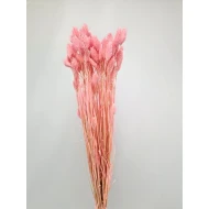 PHALARIS BABY ROSE +/-100GR