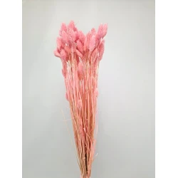 PHALARIS BABY PINK +/-100GR