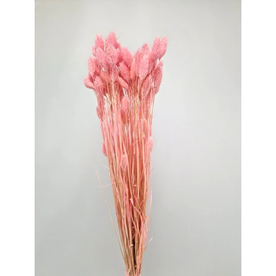 PHALARIS BABY ROSE +/-100GR