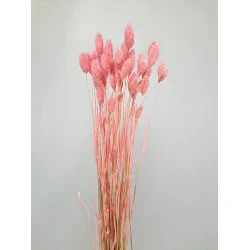 PHALARIS BABY ROSE +/-50GR BOPP/kraft emballage hobby