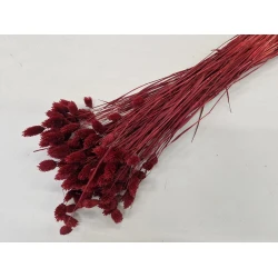 PHALARIS BURGUNDY +/-100GR BOPP/kraft emballage hobby