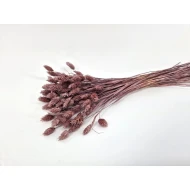 PHALARIS ELDERBERRY +/-50GR BOPP/kraft hobbyverpakking