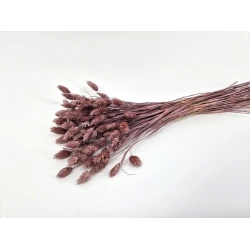 PHALARIS ELDERBERRY +/-50GR BOPP/kraft emballage hobby