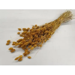 PHALARIS JAUNE +/-50GR BOPP/kraft emballage hobby