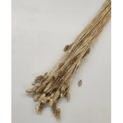 PHALARIS GOLD +/-50GR BOPP/kraft Small packaging