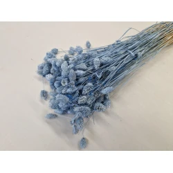 PHALARIS LAVENDE +/-100GR BOPP/kraft emballage hobby