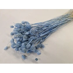 PHALARIS LAVENDE +/-50GR BOPP/kraft emballage hobby