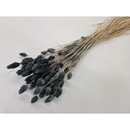 PHALARIS MOSS GREY +/-50GR BOPP/kraft Small packaging