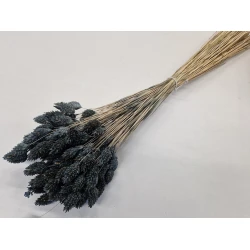 PHALARIS MOUSSE GRIS +/-100GR BOPP/kraft emballage hobby