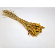 PHALARIS MOSTERD +/-100GR