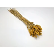 PHALARIS MOSTERD +/-50GR BOPP/kraft hobbyverpakking