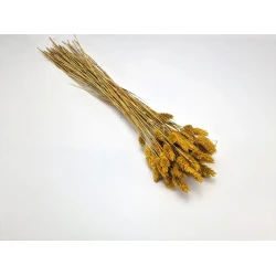 PHALARIS MOUTARDE +/-50GR BOPP/kraft emballage hobby