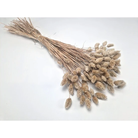 PHALARIS MUD +/-100GR