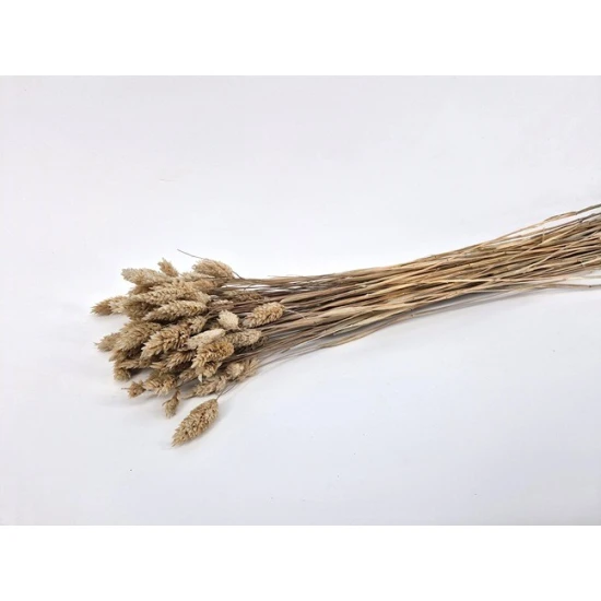 PHALARIS MUD +/-50GR BOPP/kraft hobbyverpakking