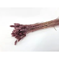 PHALARIS MISTY PRUNE +/-50GR BOPP/kraft hobbyverpakking