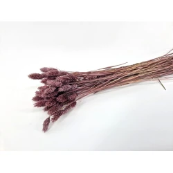 PHALARIS MISTY PRUNE +/-50GR BOPP/kraft emballage hobby