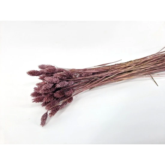 PHALARIS MISTY PRUNE +/-50GR BOPP/kraft hobbyverpakking