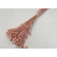 PHALARIS POEDERROOS +/-50GR BOPP/kraft hobbyverpakking