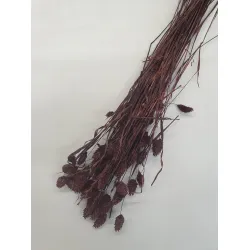 PHALARIS PRUNE +/-100GR