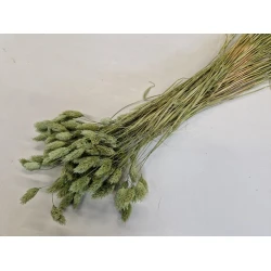 PHALARIS TITANITE GREEN +/-100GR BOPP/kraft emballage hobby
