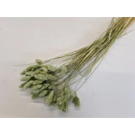 PHALARIS TITANITE GREEN +/-50GR BOPP/kraft hobbyverpakking