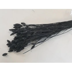 PHALARIS NOIR +/-50GR BOPP/kraft emballage hobby