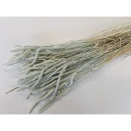 PHLEUM PRATENSIS MEADOW MIST +/-75GR BOPP/kraft hobbyverpakking