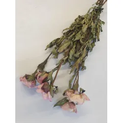 PEONIES CREAM NATURAL