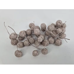 PLANE TREE BULBS CHAMPAGNE