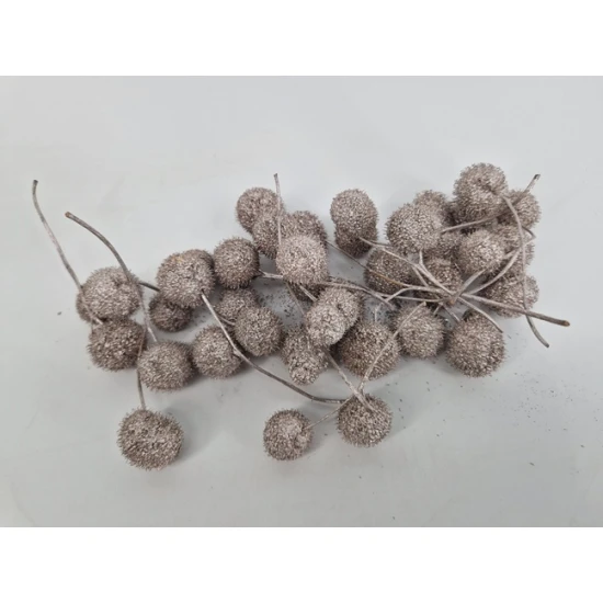 PLANE TREE BULBS CHAMPAGNE