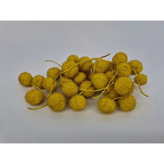 FRUIT DU PLATANE JAUNE