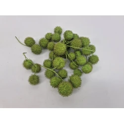 PLANE TREE BULBS LIME GREEN