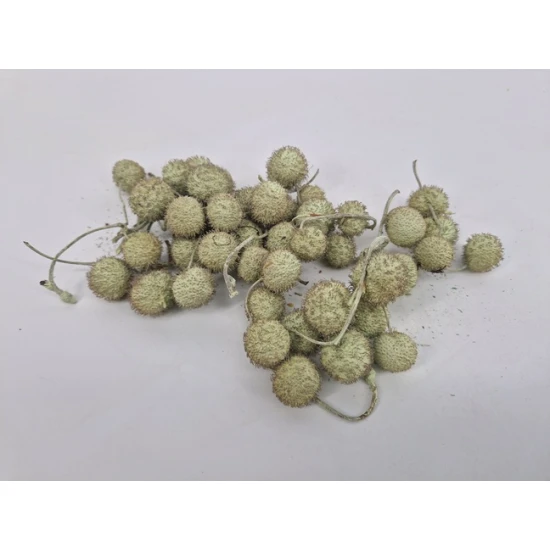 PLATAANBOLLEN MUNT 1/2