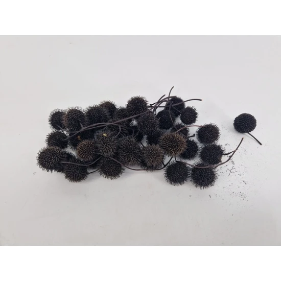 FRUIT DU PLATANE NOIR