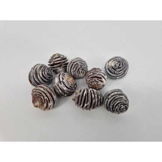 PLATYSPERMUM MED WHITE WASH