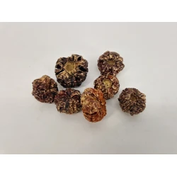 CITROULLE GOLD WASH +/-50GR