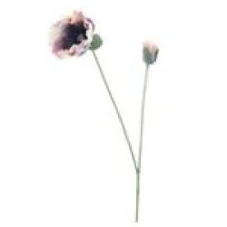 POPPY SPRAY OLA PAARS 75CM     