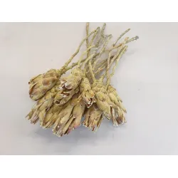 PROTEA COMPACTA FLOWER FR. GREEN 7PCS BOPP/kraft emballage hobby