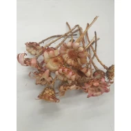 PROTEA NERIFOLIA HEAD ROZE 15ST BOPP/kraft hobbyverpakking