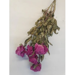 PEONIES DARK PINK NATURAL