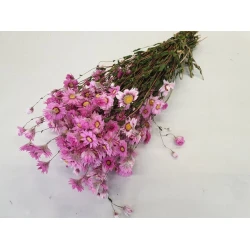 RODANTHE ROSE NATUREL 1/2 BOPP/kraft emballage hobby