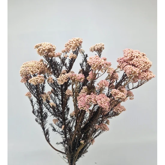 RICE FLOWER NATURAL PRESERVED +/-110-130GR