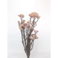 RICE FLOWER NATUREL GECONSERVEERD 1/2 BOPP/kraft hobbyverpakking