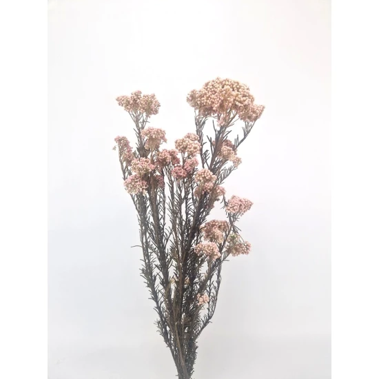 RICE FLOWER NATUREL STABILISE 1/2 BOPP/kraft emballage hobby